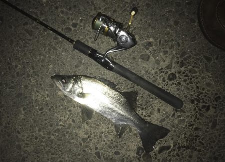 夜メッキ&セイゴ