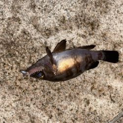 爆裂マイクロテンヤ