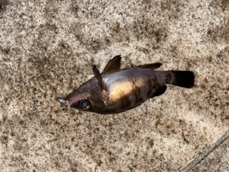 爆裂マイクロテンヤ