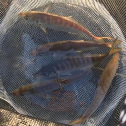 飲ませでメジロ