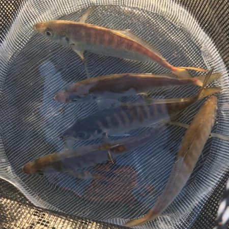 飲ませでメジロ