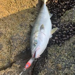 ショア　ブリ&ワラサ　トライデント150/60g