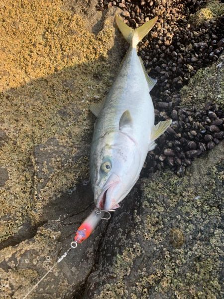 ショア　ブリ&ワラサ　トライデント150/60g