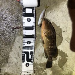 最後のアオリイカ狙い