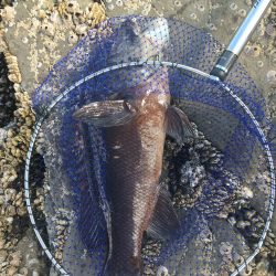 たかたか釣り日記