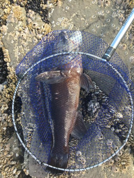 たかたか釣り日記