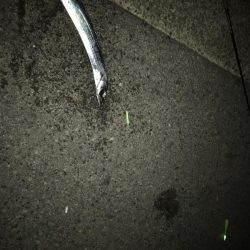 今シーズン初のタチウオ！