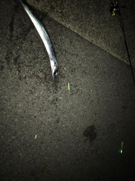 今シーズン初のタチウオ！