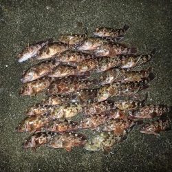 またまたライトワインド!