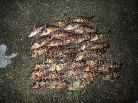 またまたライトワインド！