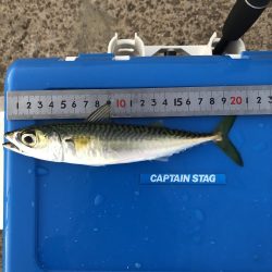 今年初の太刀魚ゲット❗️