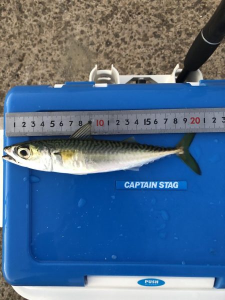 今年初の太刀魚ゲット❗️