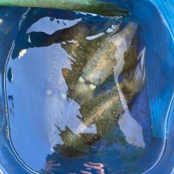 早朝ティップラン