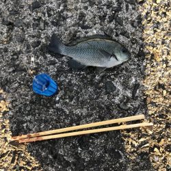 カレイ不発。五目つり