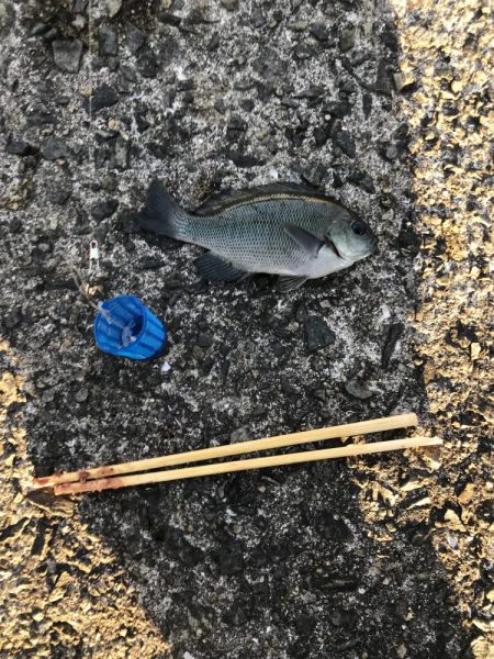 カレイ不発。五目つり