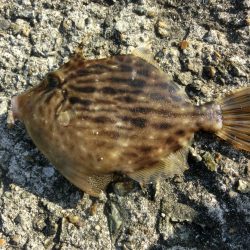 今シーズン初のカワハギ釣り