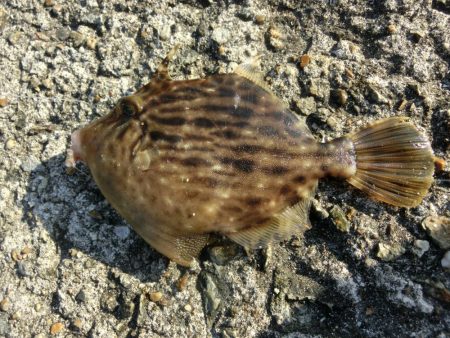 今シーズン初のカワハギ釣り