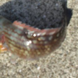 大潮なのに渋い