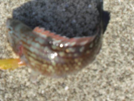 大潮なのに渋い