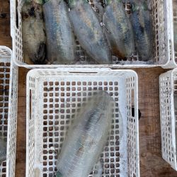 ティップラン今季初キロアップ