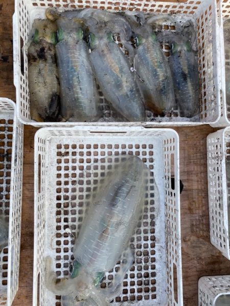 ティップラン今季初キロアップ