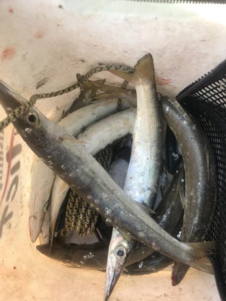 良型カマス好釣‼︎