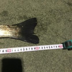 産卵前の荒食いやね