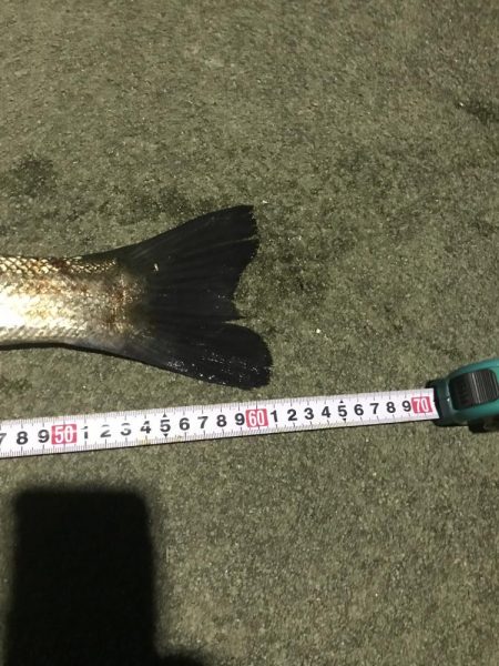 産卵前の荒食いやね