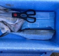 ショアジギング