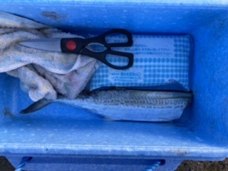 ショアジギング