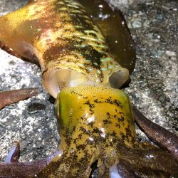 2021佐渡ヶ島 エギング　45回目