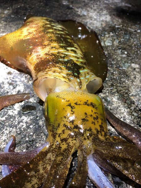 2021佐渡ヶ島 エギング　45回目