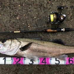 円山川シーバス