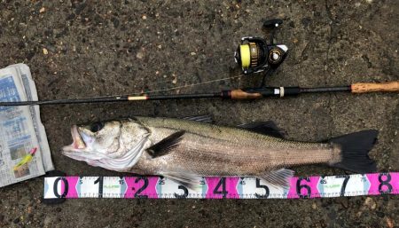 円山川シーバス