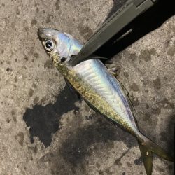 ジグ単アジング