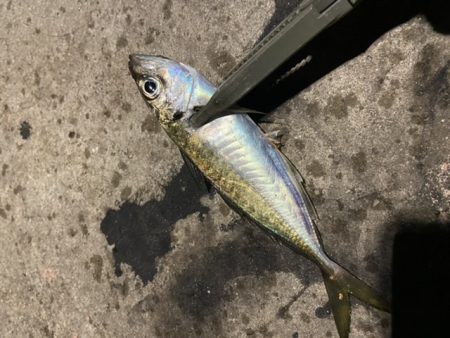 ジグ単アジング