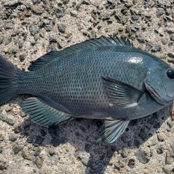 餌取りめちゃおるやんっ>* ))))><