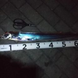 タチウオ１、ガシラ５