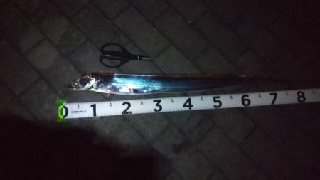 タチウオ１、ガシラ５