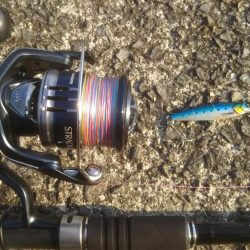 今日もきました‼ハマチです