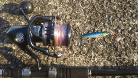 今日もきました‼ハマチです