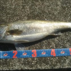 やっと来ました‼メジロです