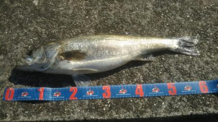 やっと来ました‼メジロです