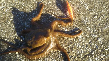 やっと来ました‼モンスター