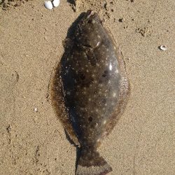 久々のヒラメサイズ