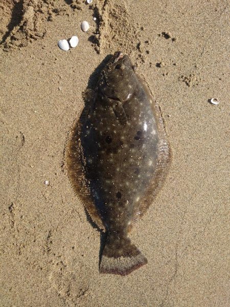 久々のヒラメサイズ