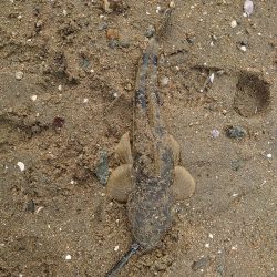 コチが多いです