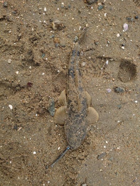 コチが多いです