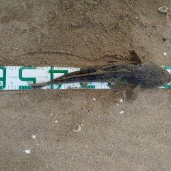 ヒラメとマゴチ