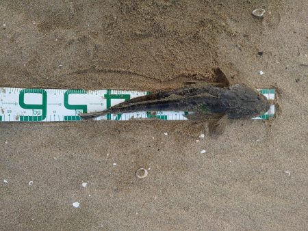 ヒラメとマゴチ